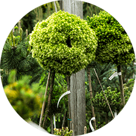 Odmiany kolekcjonerskie